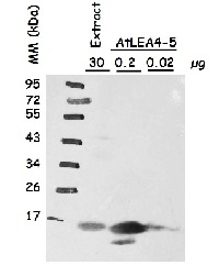 LEA4-5 | Late embryogenesis abundant protein 4-5 (affinity purified) in the group Antibodies Plant/Algal  / Environmental Stress / Drought stress at Agrisera AB (Antibodies for research) (AS13 2758A)
